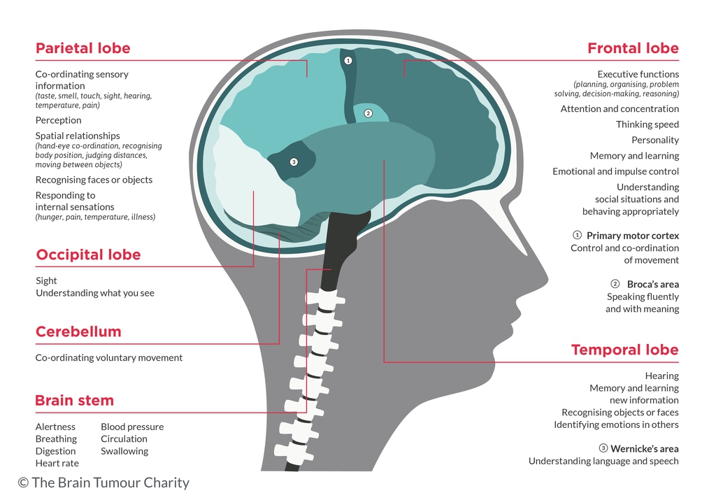 Brain Areas and Functions Graphic